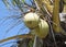 Two Hanging Grand Bahama Island Coconuts