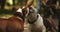 Two happy adorable dogs together with their owner. Eating ice cream at sunny day in the park. Woman and her doggy pet