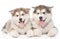 Two happy alaskan malamute puppies. isolated on white background