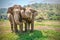 Two happy Asian elephants being affectionate with each other in Thailand.