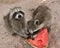 Two happy baby raccoons eating ripe watermelon.