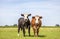 Two happy blaarkop cows with horns in a field, cattle breed known as: blisterhead, fleckvieh