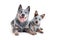 Two happy blue heeler or australian cattle dogs, adult and puppy, isolated