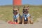 Two happy brown French Bulldog dogs wearing matching maritime  harnesses with sailor collars sitting on beach