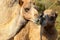 Two happy camels in love outdoors