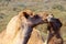 Two happy camels in love outdoors