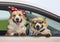 Two happy Corgi dogs poked their muzzles and paws out of the window of a passing car during the ride