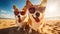 Two happy corgi dogs in sunglasses at the beach on vacation, generative ai