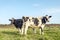 Two happy cows, black and white frisian holstein, standing in a meadow in holland under a blue sky
