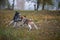 Two happy dogs-beagle and siberian husky running and playing in autumn park