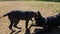 Two happy dogs cane corso mother and daughter playing happy at a park.