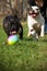Two happy dogs French bulldogs playing ball