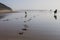 two happy dogs having fun at the beach. Running by the sea shore with reflection on the water at sunset. Cute small dog, black