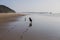 two happy dogs having fun at the beach. Running by the sea shore with reflection on the water at sunset. Cute small dog, black