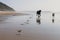 two happy dogs having fun at the beach. Running by the sea shore with reflection on the water at sunset. Cute small dog, black