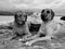 Two happy dogs holdings hands on beach in black and white picture for Valentine& x27;s day