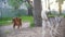 Two happy dogs playing outdoors - irish setter and husky, slow motion