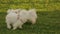 Two happy dogs playing in the park, west highland white terriers enjoying walk