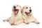 Two happy dogs posing on white background