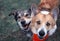 two happy the dogs sit side by side on the spring green grass and look loyally up at their owner