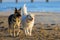 Two Happy Dogs Strolling Along a Coastal Beach during Sunrise