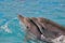 Two happy dolphins Afalina married couple floating