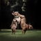 Two happy french bulldog dogs playing together in summer