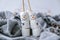 Two happy funny marshmallow snowmen. Marshmallow friends. Diy. Sweet treat for kids funny marshmallow snowman. Christmas