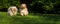 Two happy havanese dog is running towards the camera in the grass