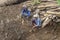 Two happy indonesian workers rest after earthworks in Ubud, island Bali, Indonesia