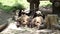 Two Happy Pandas enjoy eating bamboo leaves on the ground