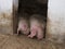 Two happy pigs sleeping