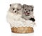 Two happy Pomeranian puppies in a wicker basket