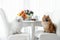 two happy pomeranian spitz dogs sitting by the table indoors