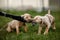 Two happy puppies playing with a toy together