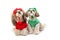 Two happy shih-tzu puppies sitting in winter clothes