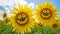 two happy sunflower blossoms, at the field with smiling faces