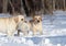 Two happy yellow labradors in winter in snow with a ball