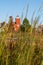 Two Harbors, Minnesota  lighthouse, with grassy reeds in foreground