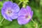 Two hardy geranium flowers, pelargonium. Close up.