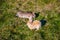 Two hares in their natural habitat, Iceland