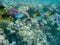 Two harlequin butterflyfish and two tobacco butterflyfish