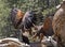 Two Harris Hawks Birds Fighting On Tree