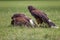 Two Harris`s hawks, Parabuteo unicinctus, bay-winged hawk, dusky hawk, a medium-large bird of prey on the meadow