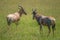 Two hartebeest (antelopes) in the Maasai Mara national park (Kenya)