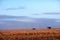 Two harvesters working in a maize field in fall