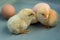 Two hatched yellow funny chicks walk near the eggs