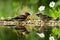 Two hawfinch sitting on lichen shore of water pond in forest with beautiful bokeh and flowers in background, Germany,bird reflecte