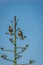Two Hawks standing in a Giant Agave Plant