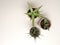 Two haworthia and one gasteria succulent plant on a white background